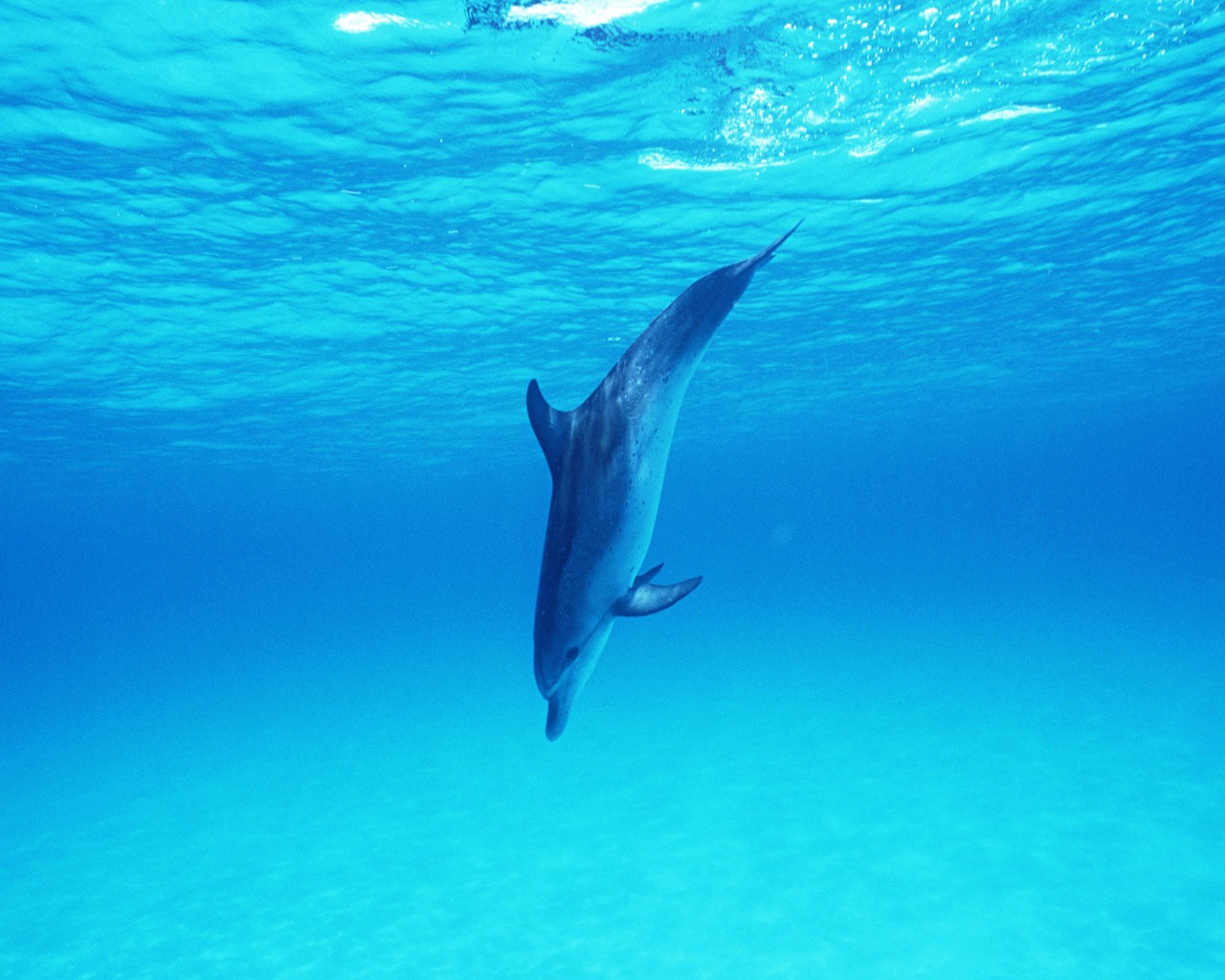 Дельфин Фото обои #32 - 1280x1024