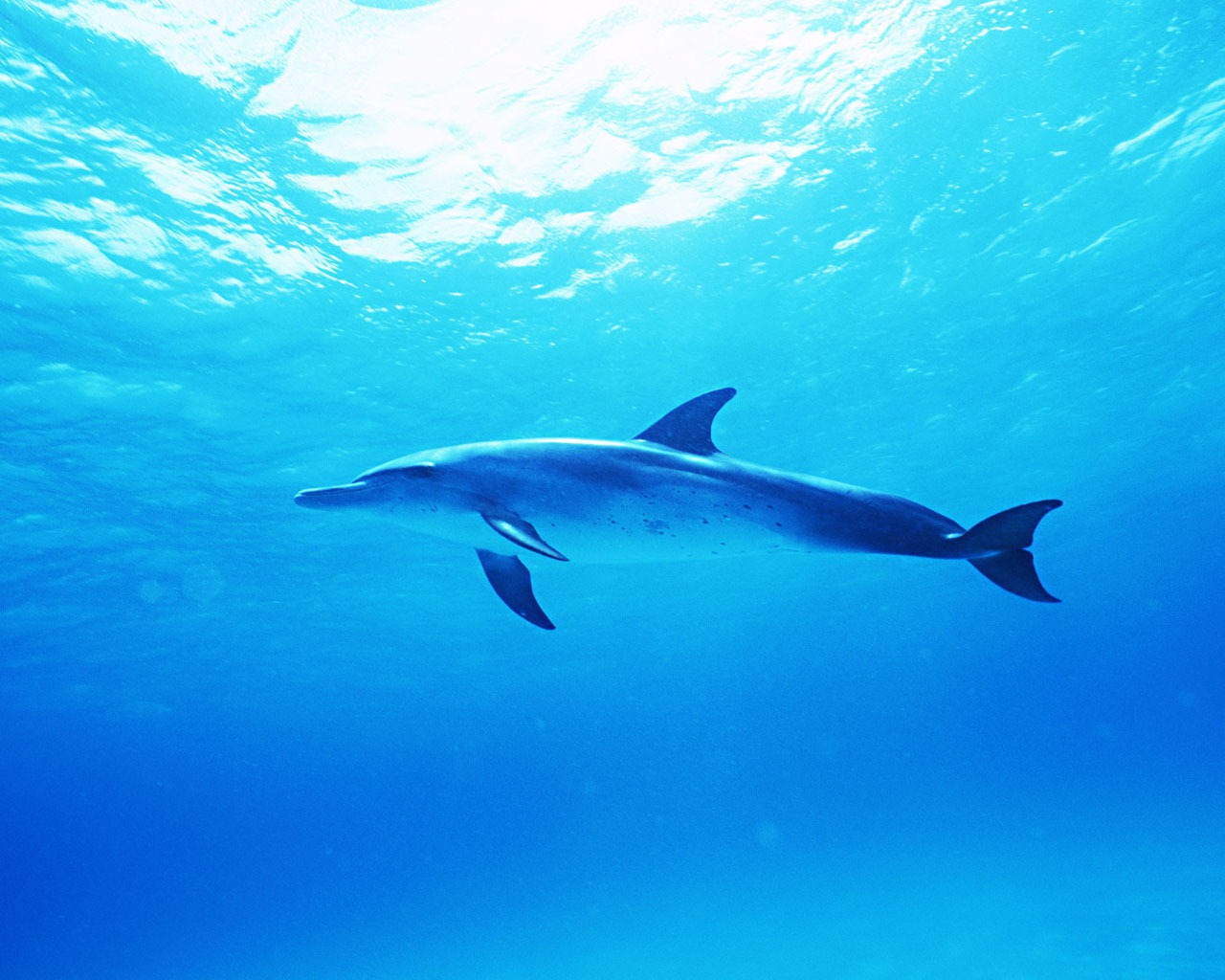 Дельфин Фото обои #33 - 1280x1024