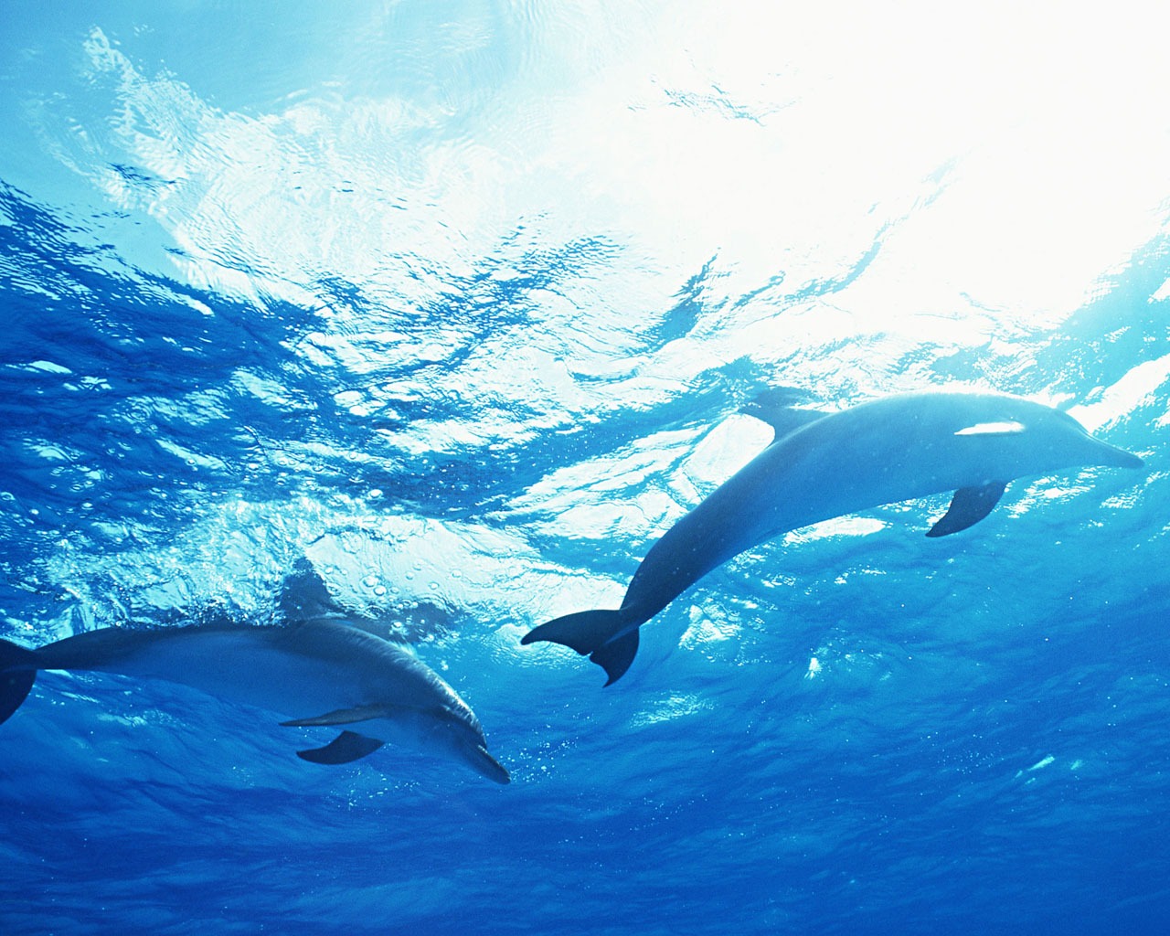 Fondo de pantalla de fotos de delfines #35 - 1280x1024