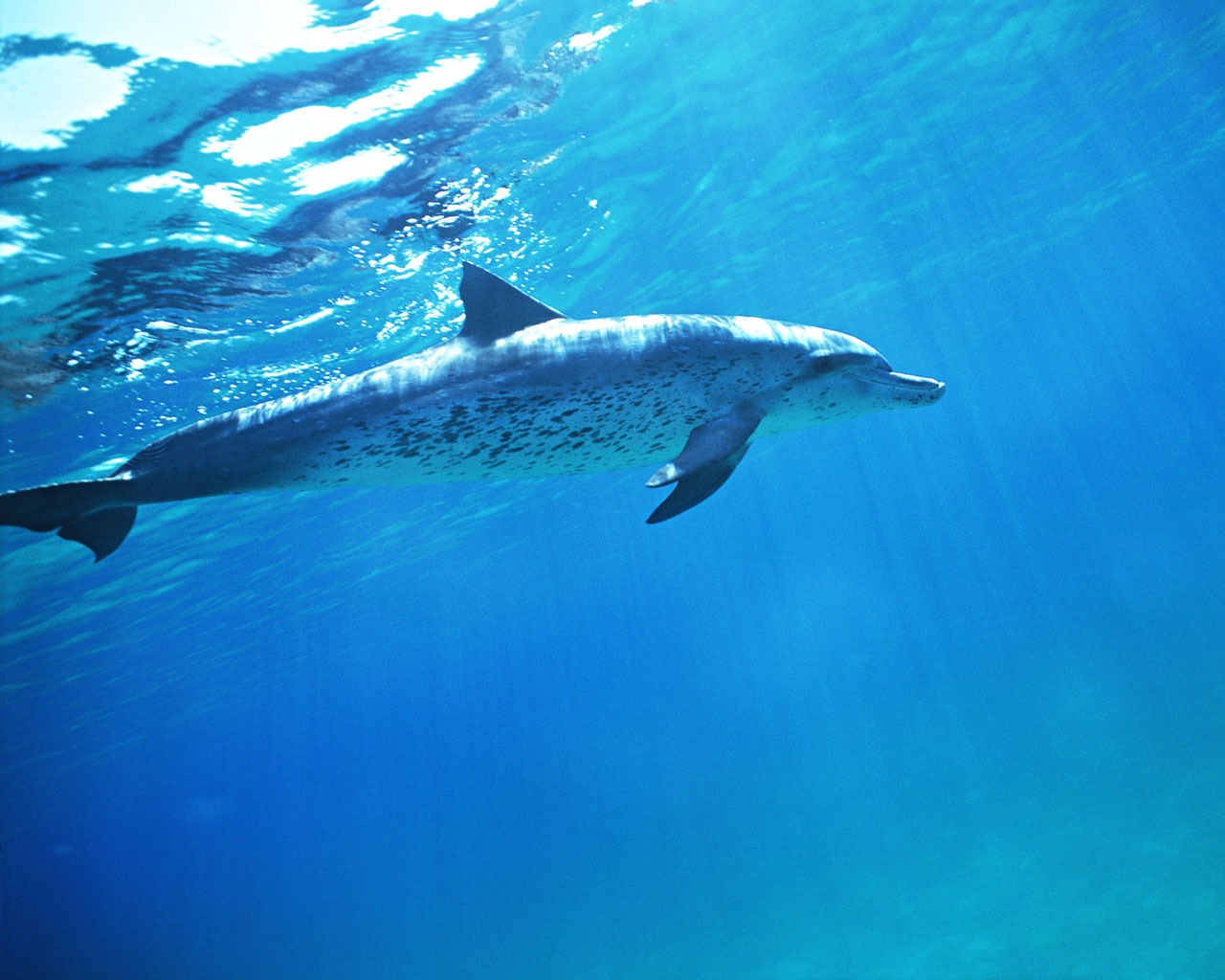 Fondo de pantalla de fotos de delfines #36 - 1280x1024