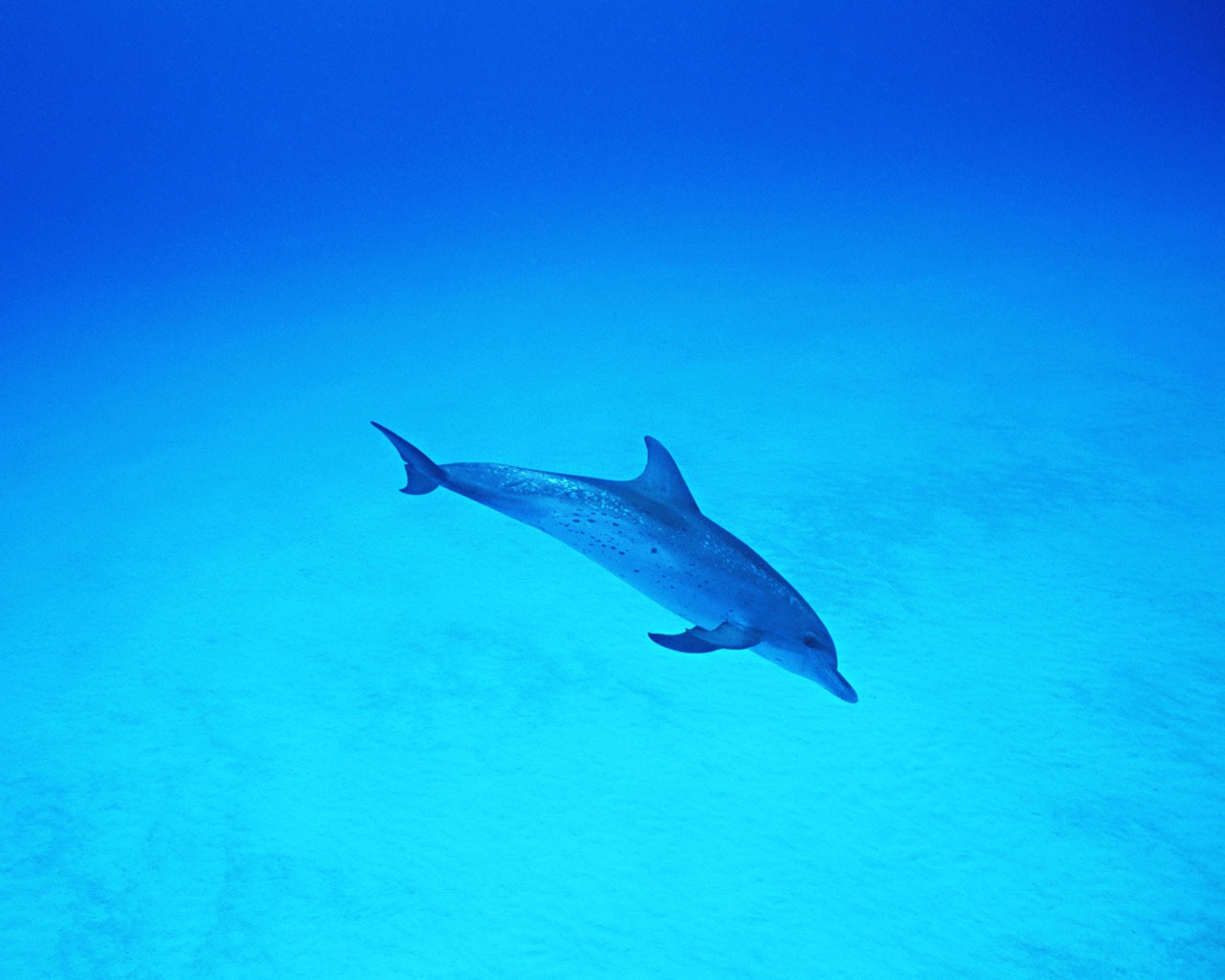 Fondo de pantalla de fotos de delfines #37 - 1280x1024
