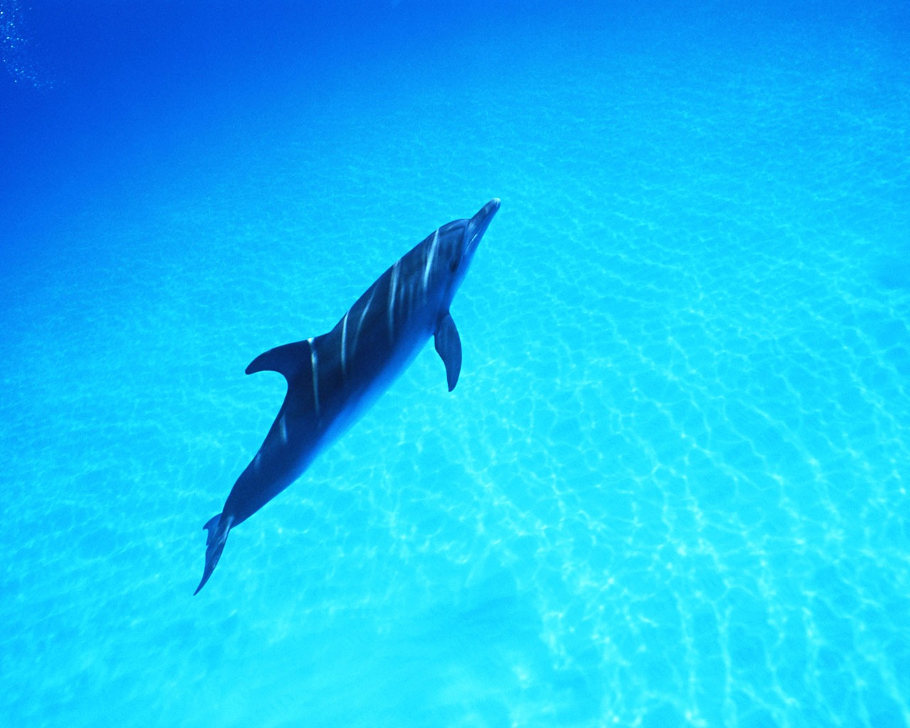 Дельфин Фото обои #38 - 1280x1024