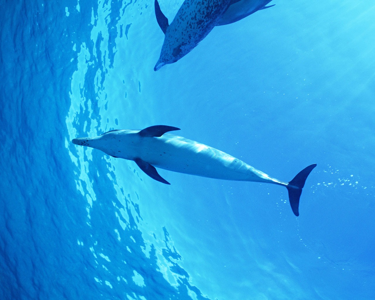 Дельфин Фото обои #40 - 1280x1024