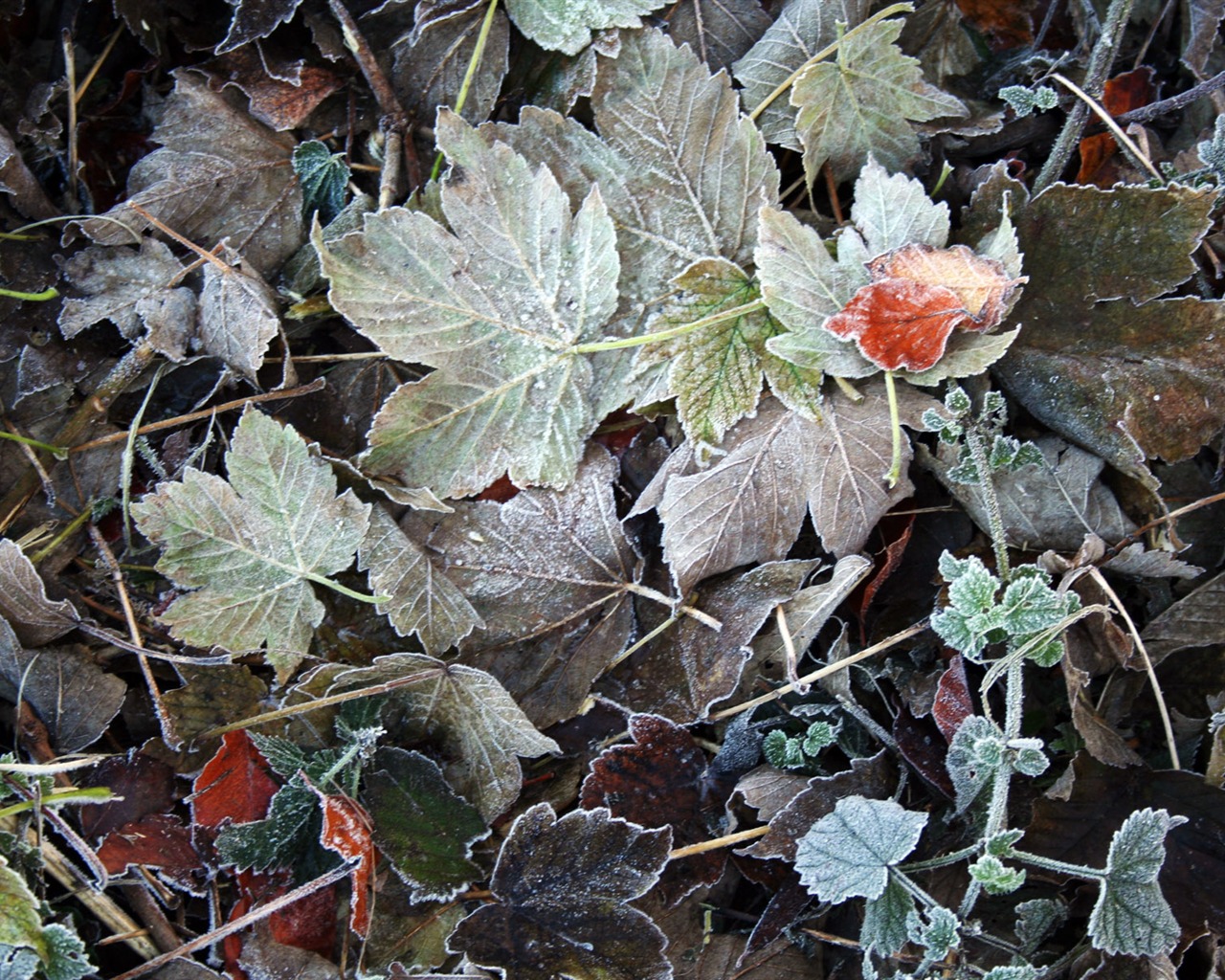 ledu rostlin Tapety Album #1 - 1280x1024