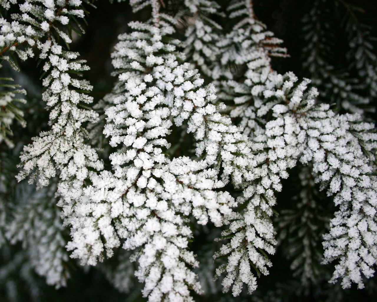 Fondos de pantalla planta de hielo álbum #9 - 1280x1024