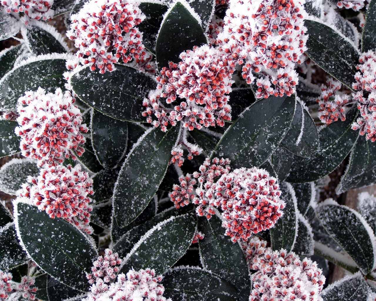 ledu rostlin Tapety Album #12 - 1280x1024