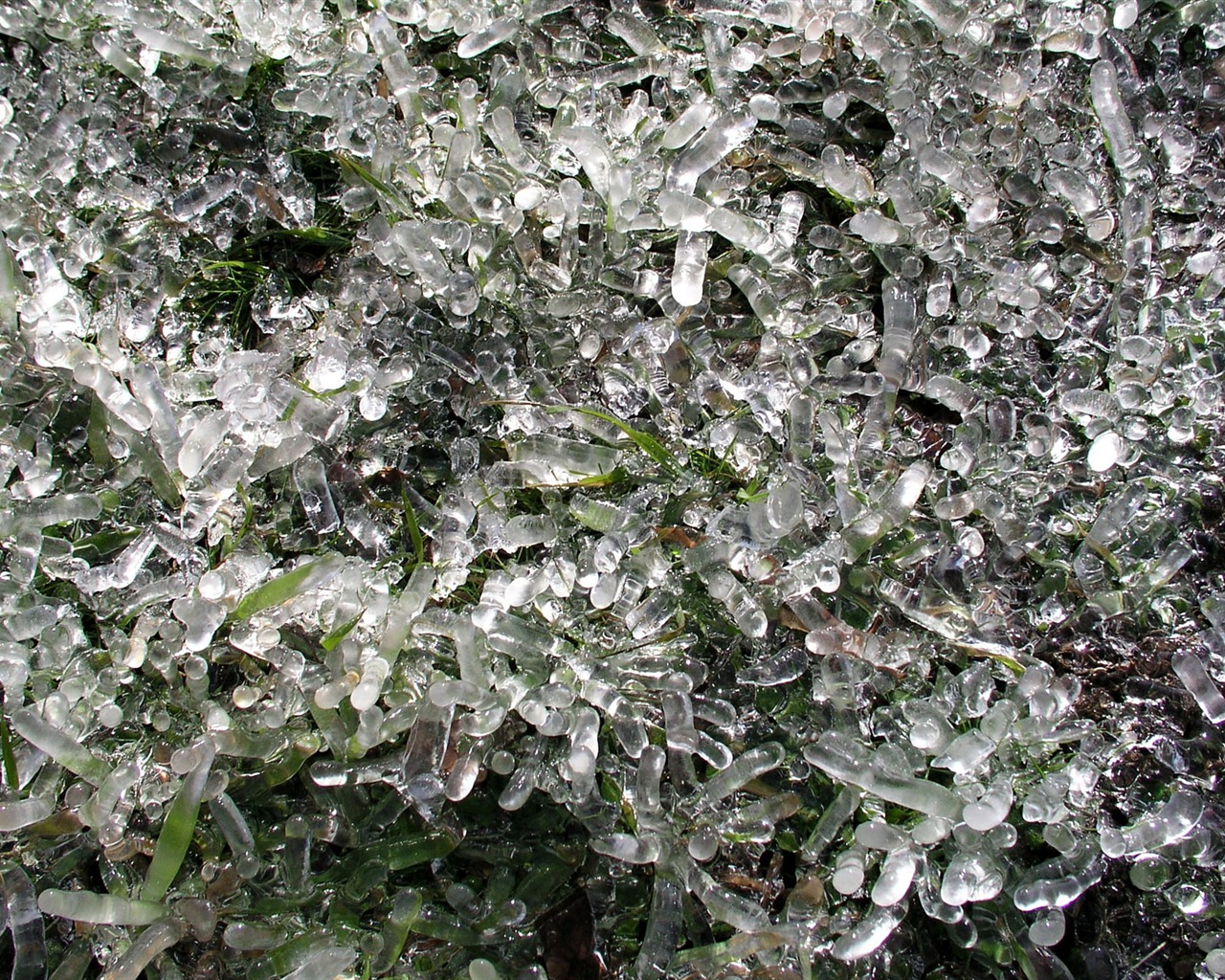 ledu rostlin Tapety Album #13 - 1280x1024