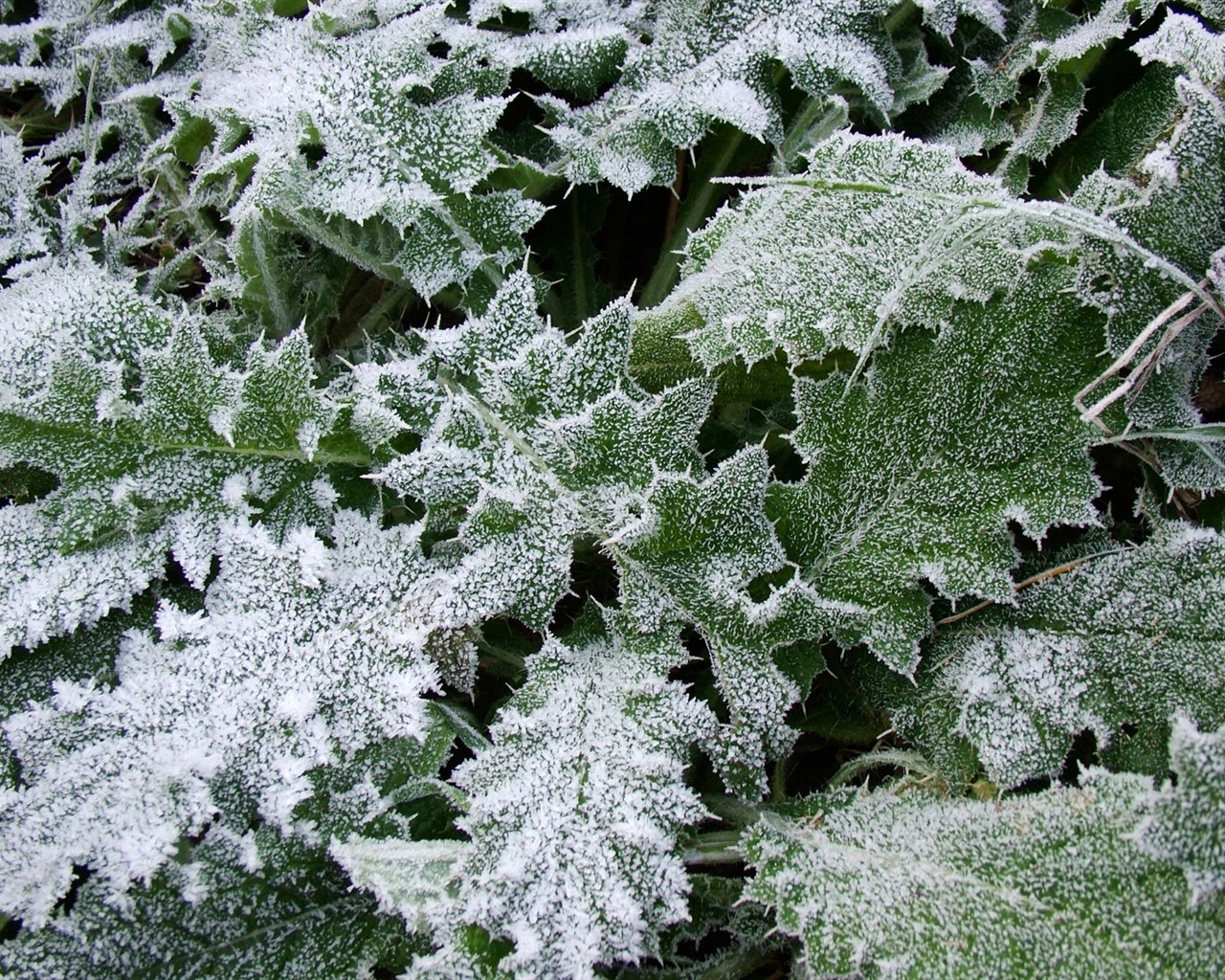 Fondos de pantalla planta de hielo álbum #19 - 1280x1024