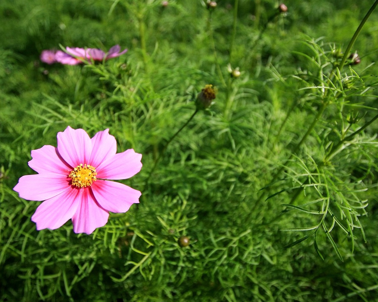 Otoño cosmos fondo de pantalla #1 - 1280x1024