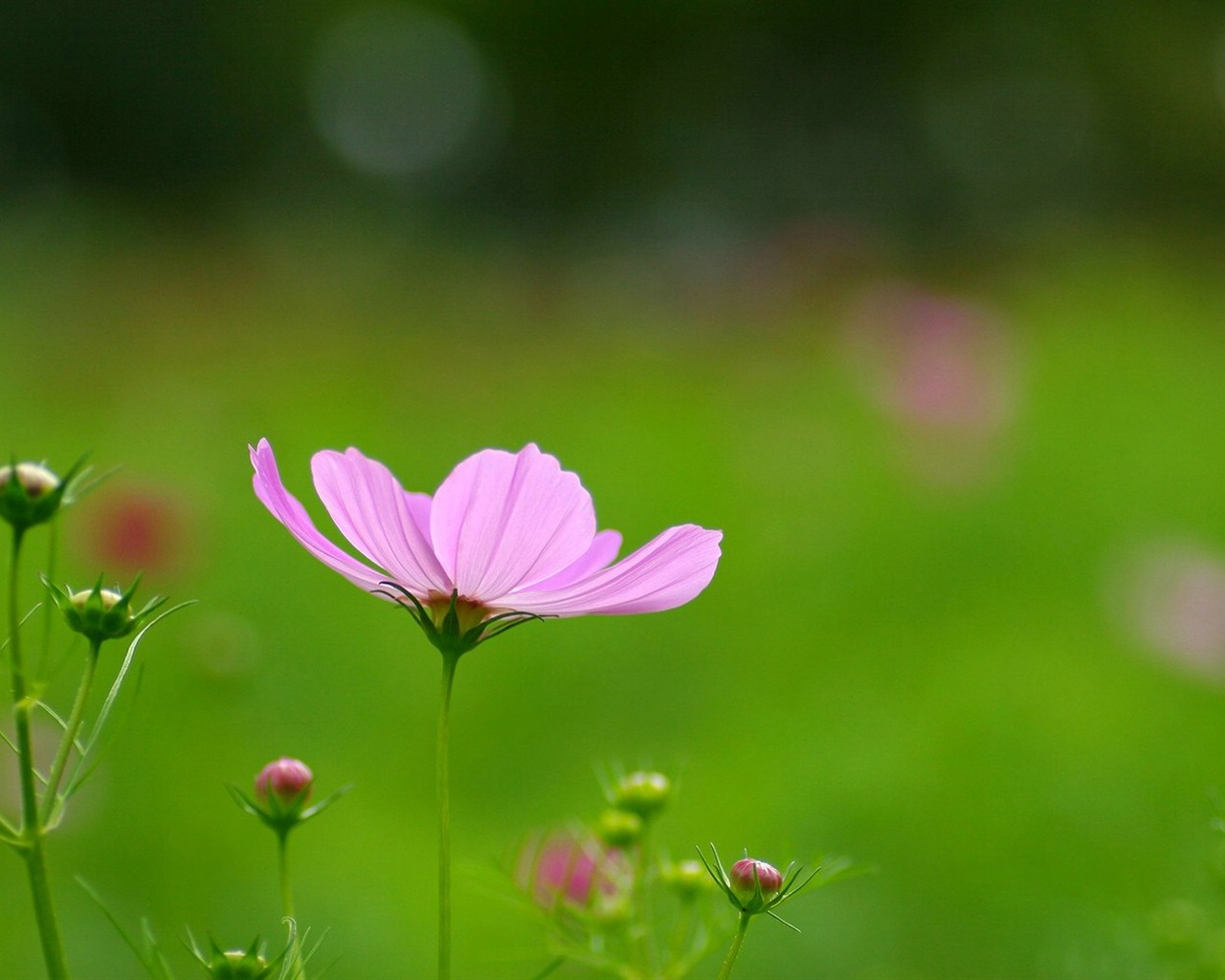 Autumn cosmos wallpaper #5 - 1280x1024