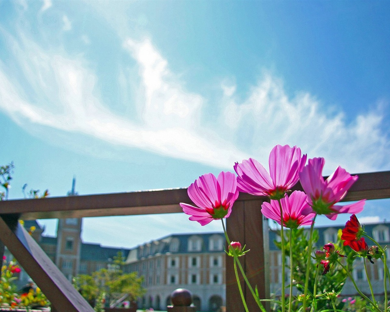 Autumn cosmos wallpaper #6 - 1280x1024