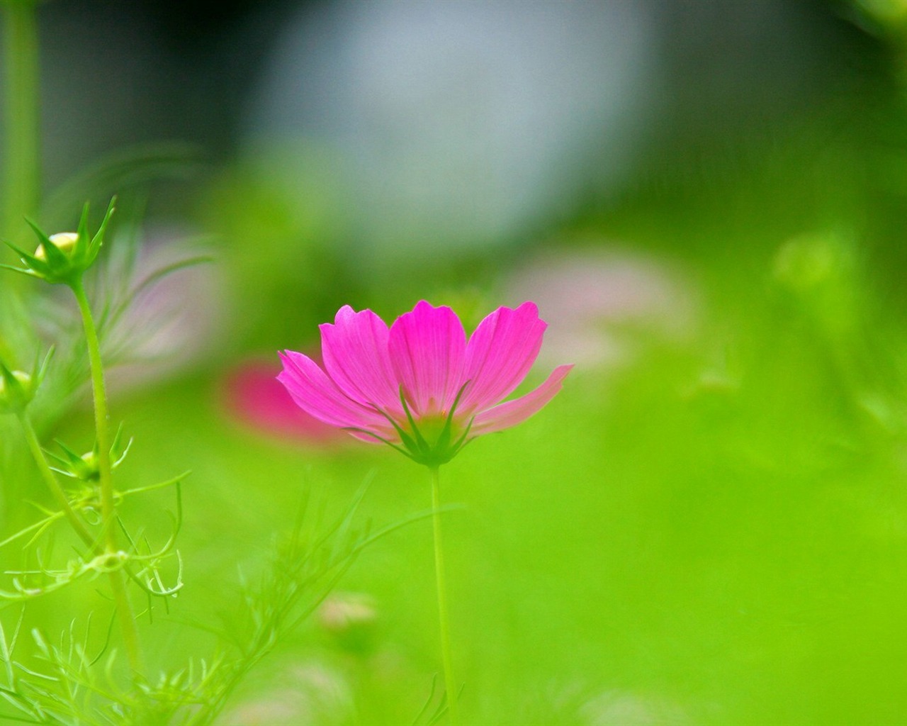 Autumn cosmos wallpaper #7 - 1280x1024