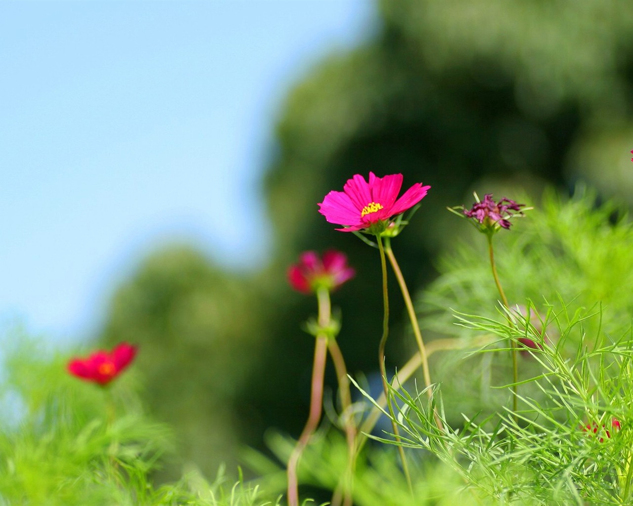 Autumn cosmos wallpaper #8 - 1280x1024