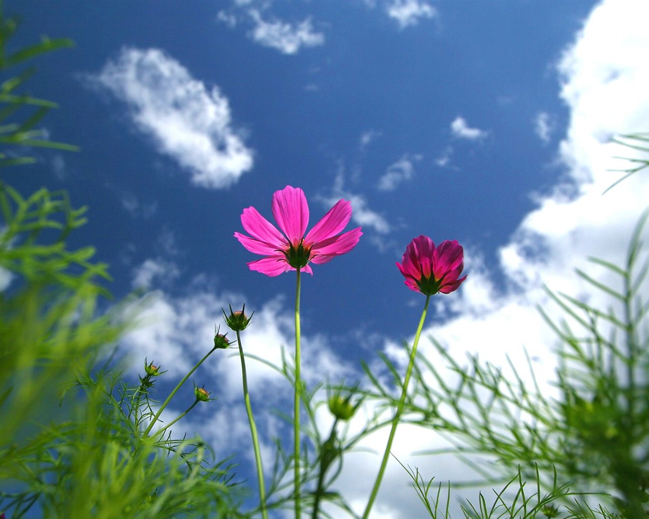 Autumn cosmos wallpaper #10 - 1280x1024