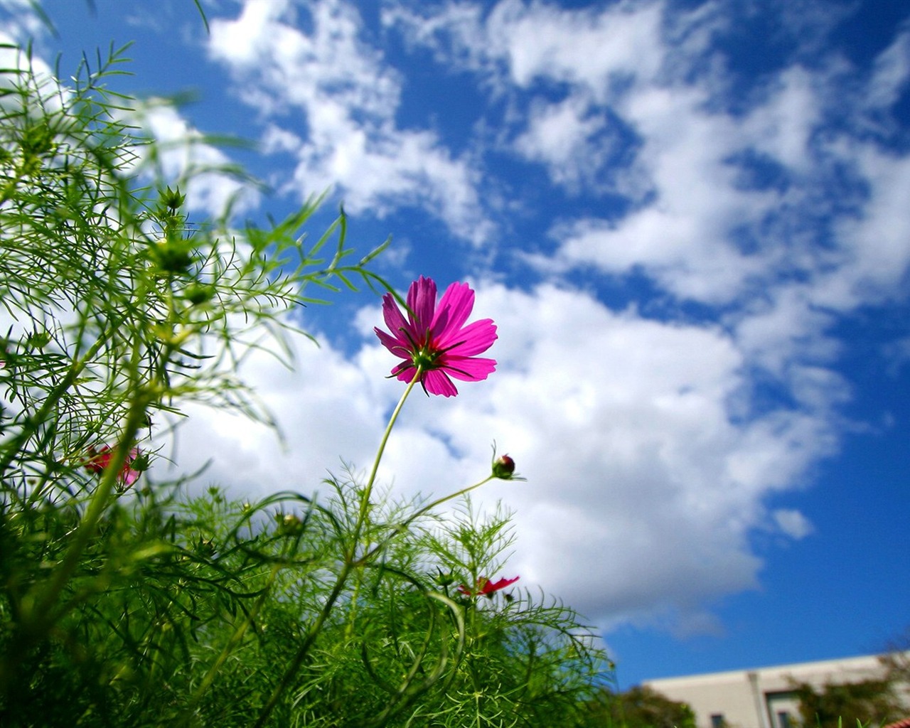 Autumn cosmos wallpaper #12 - 1280x1024