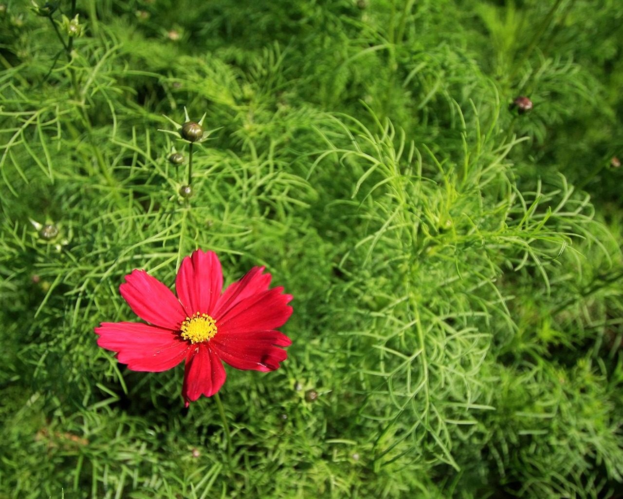 Otoño cosmos fondo de pantalla #16 - 1280x1024