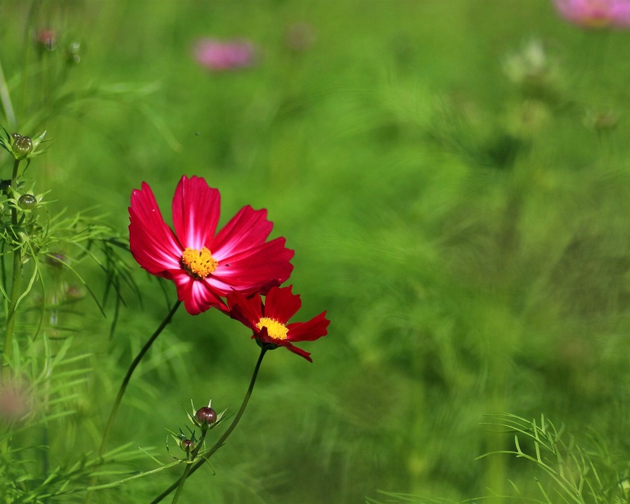 Autumn cosmos wallpaper #18 - 1280x1024