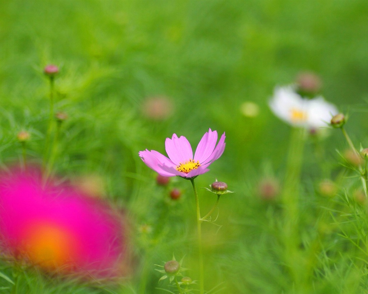 Autumn cosmos wallpaper #19 - 1280x1024