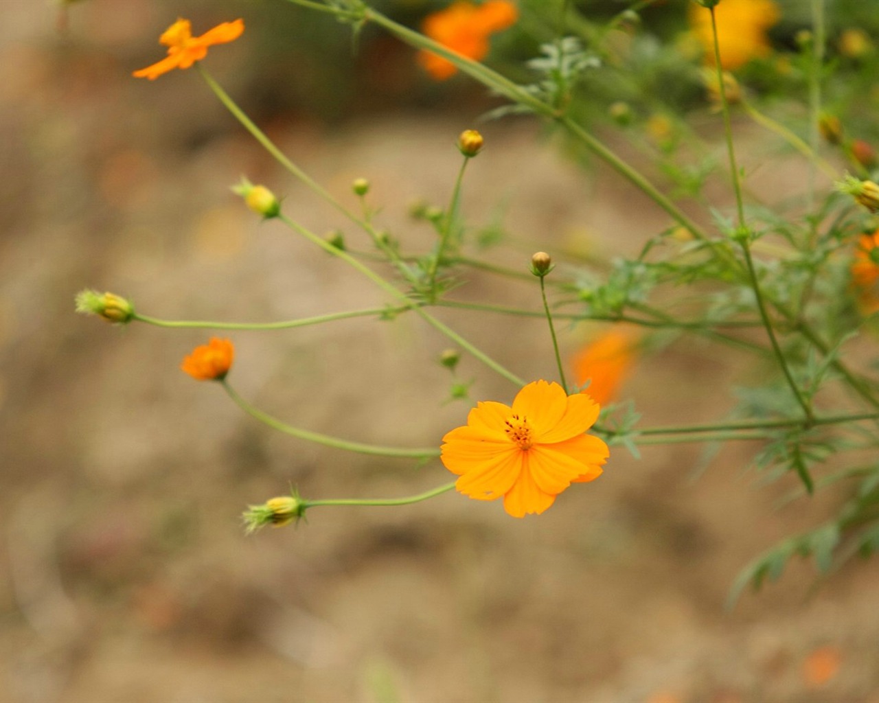 Autumn cosmos wallpaper #22 - 1280x1024