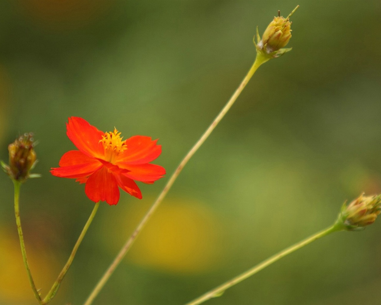 Otoño cosmos fondo de pantalla #23 - 1280x1024