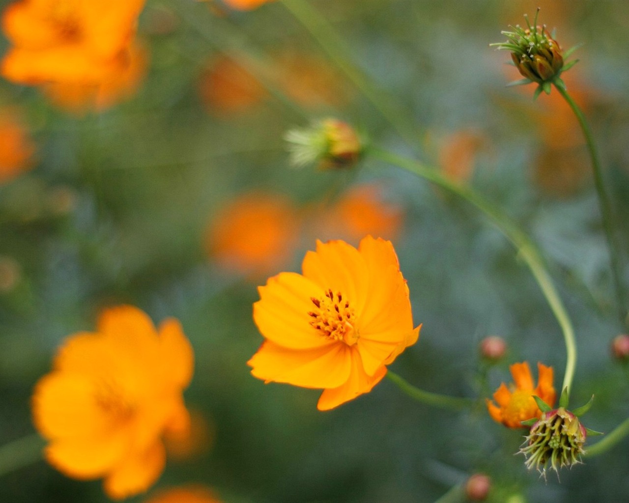 Autumn cosmos wallpaper #38 - 1280x1024