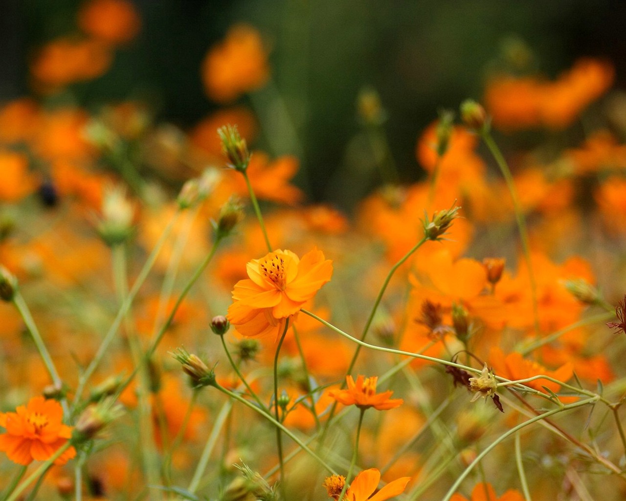 Automne cosmos fond d'écran #42 - 1280x1024