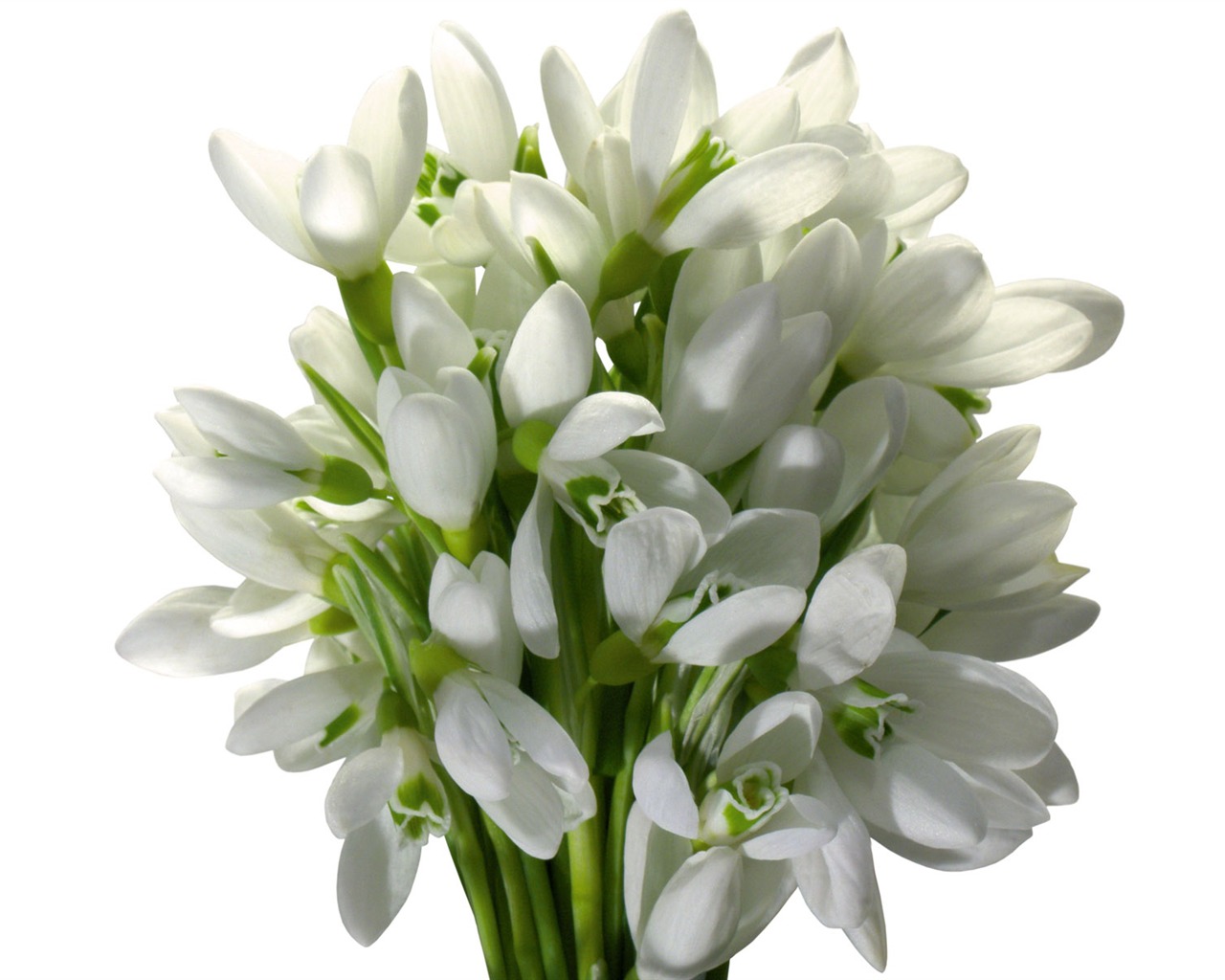 白色花朵壁纸2 - 1280x1024
