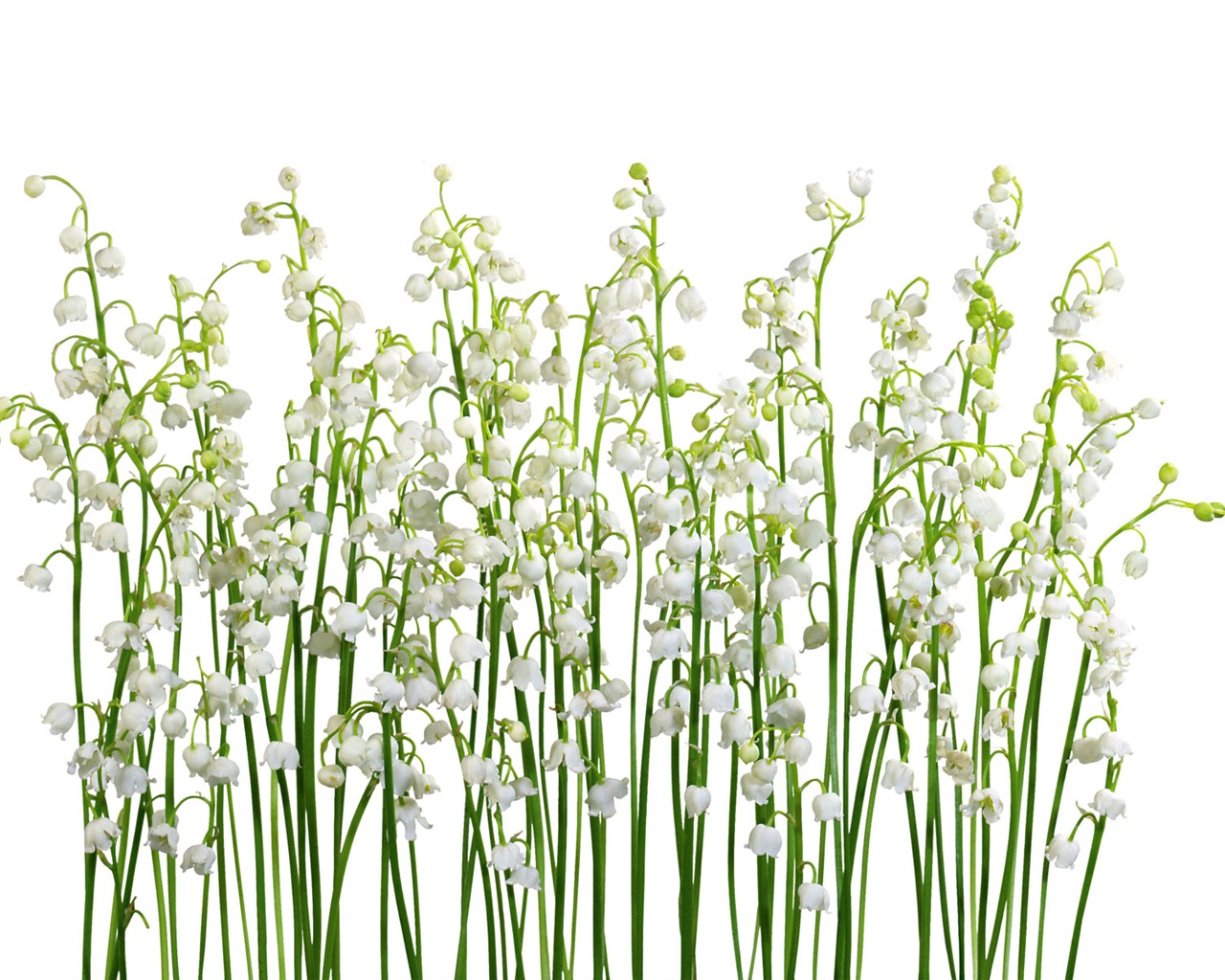 Fleurs blanches Fond d'écran #13 - 1280x1024