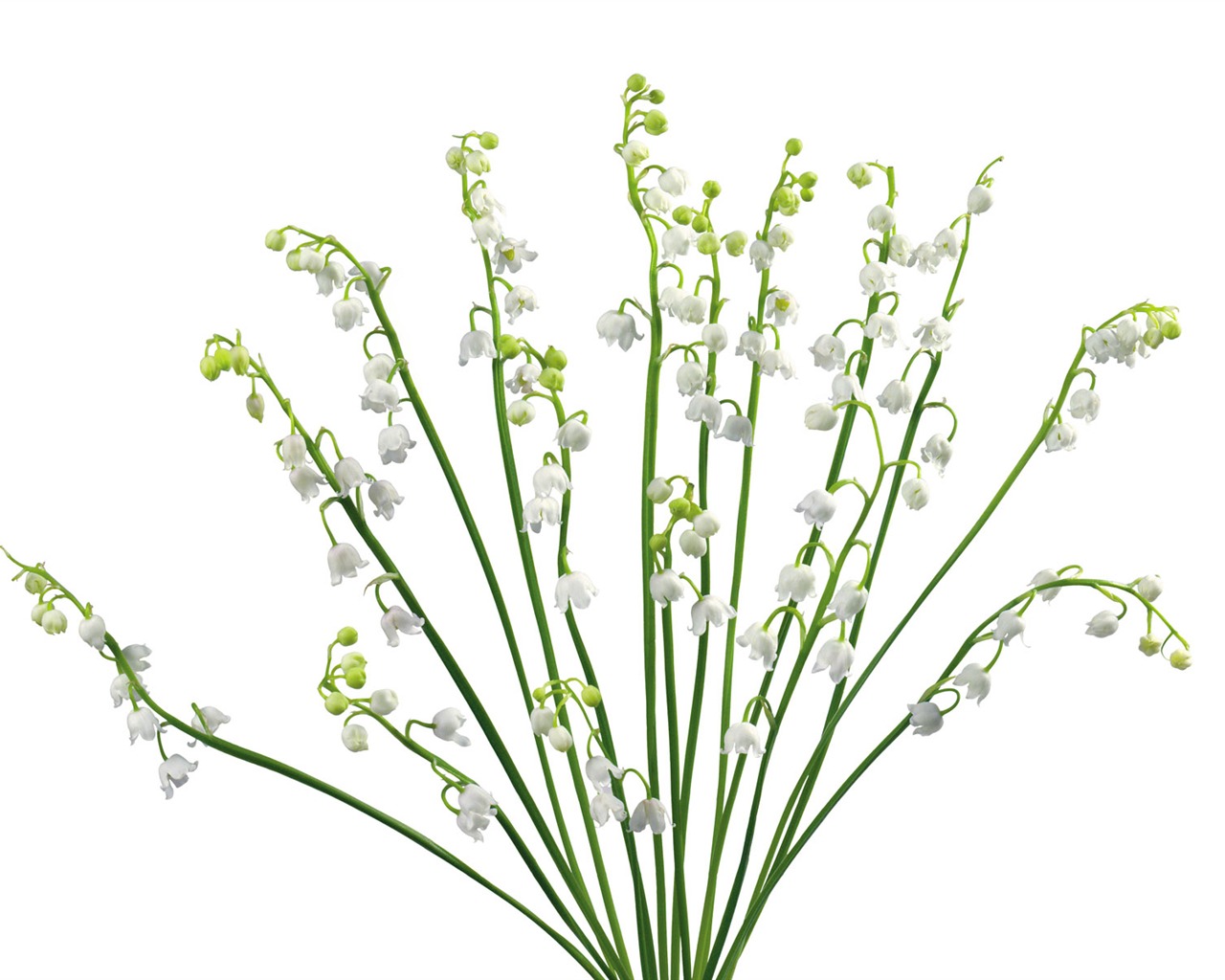 Fleurs blanches Fond d'écran #14 - 1280x1024