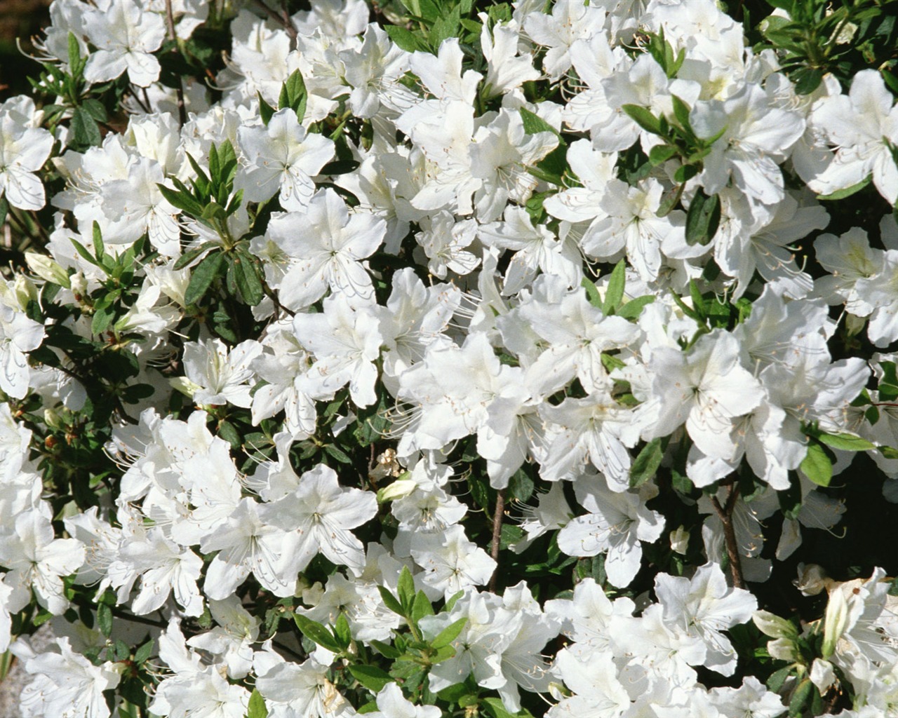 Fleurs blanches Fond d'écran #15 - 1280x1024