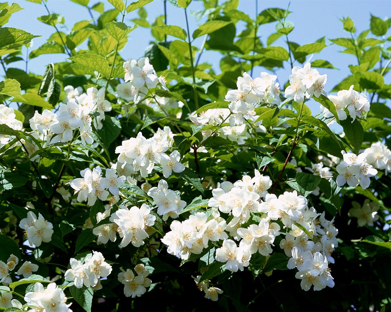 Fleurs blanches Fond d'écran #20 - 1280x1024