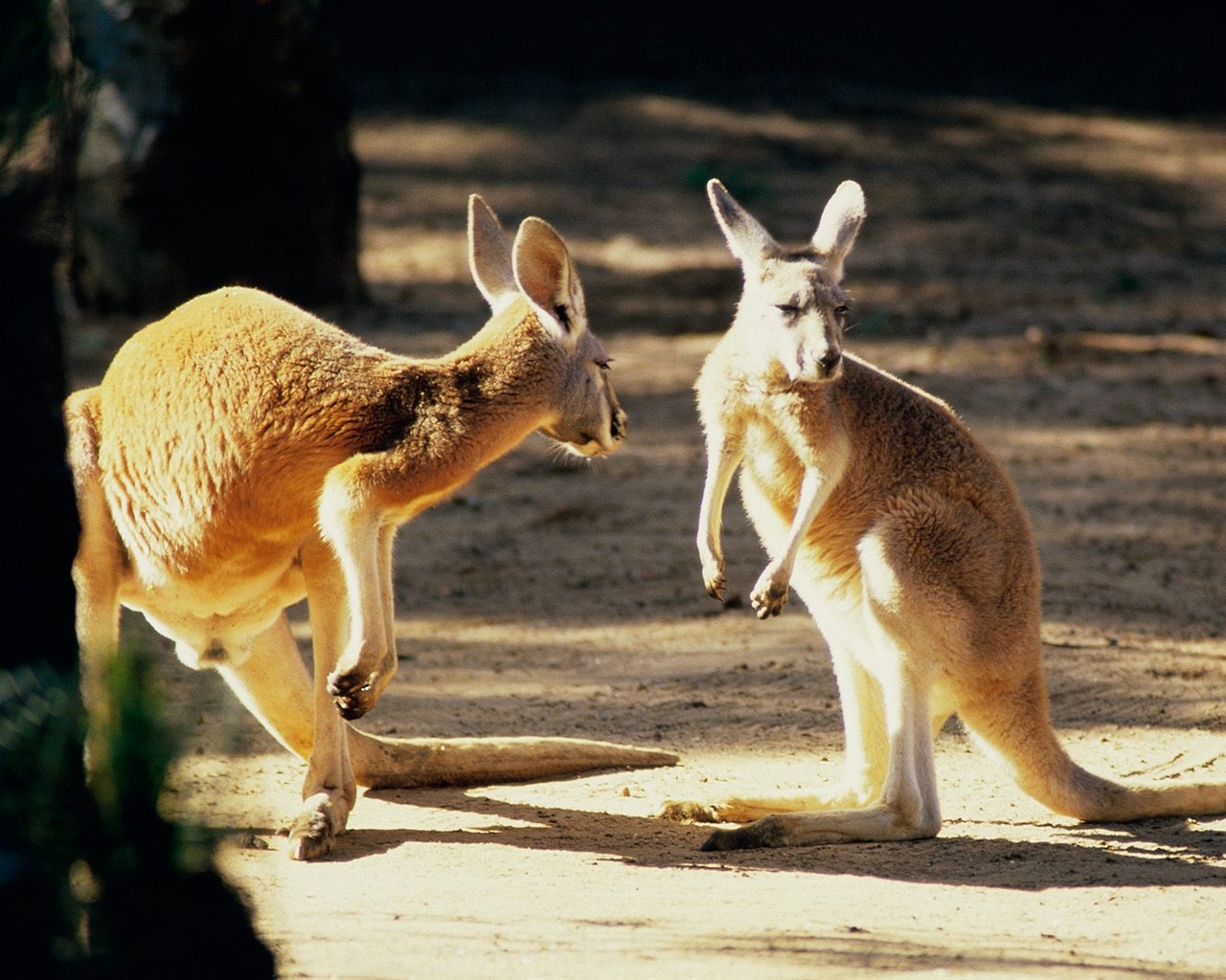 Vlastnosti nádherné scenérii Austrálie #23 - 1280x1024