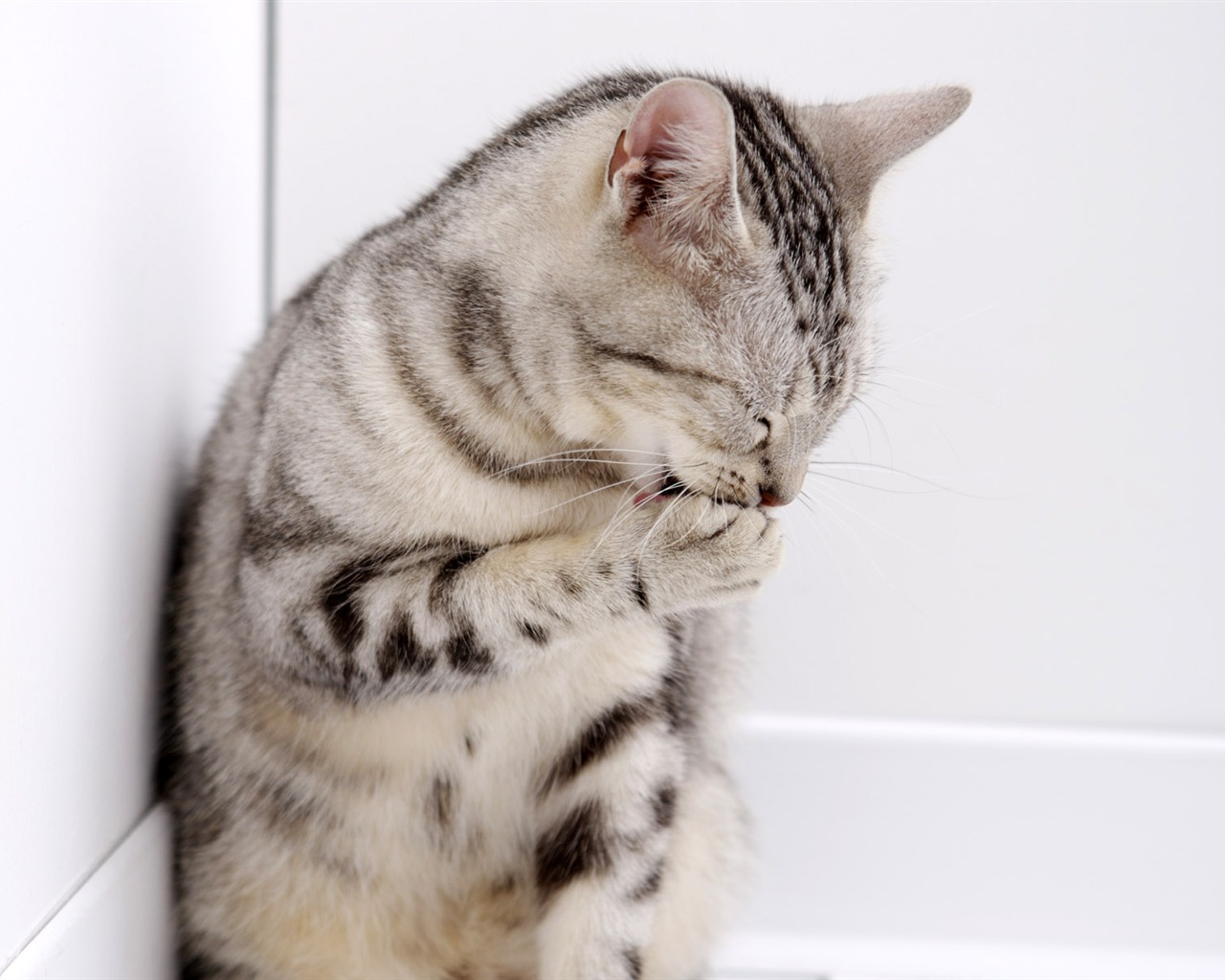 HD papel tapiz lindo gatito #13 - 1280x1024