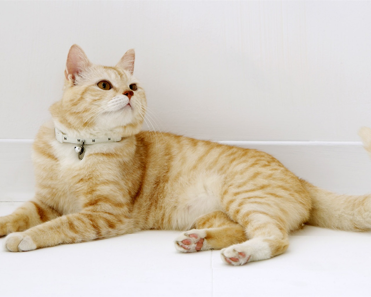 HD papel tapiz lindo gatito #24 - 1280x1024