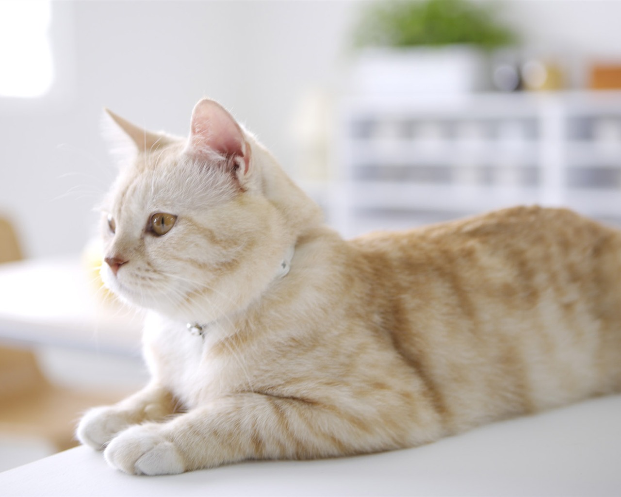 HD papel tapiz lindo gatito #27 - 1280x1024