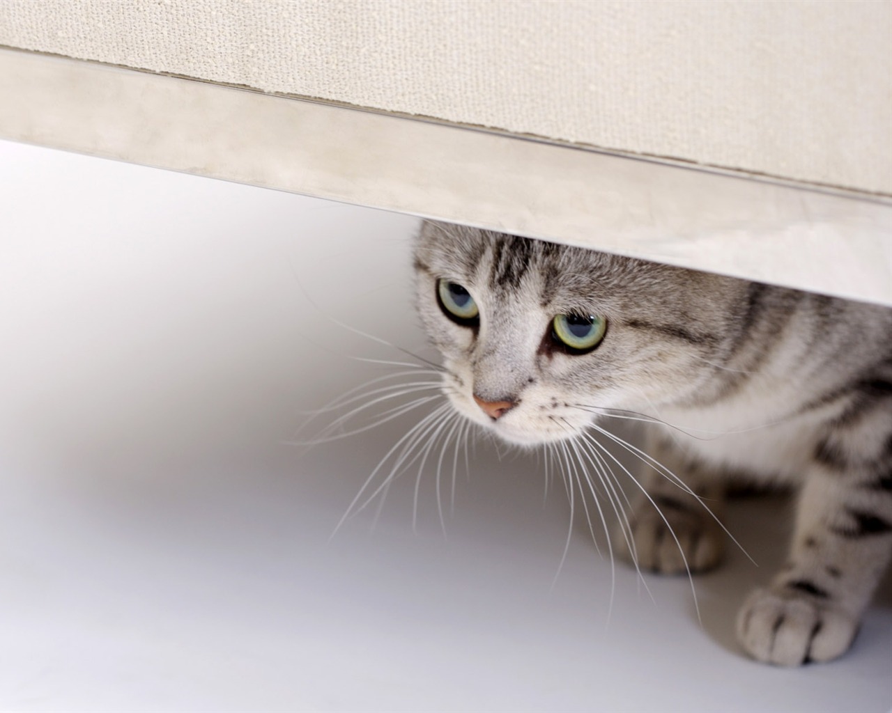 HD papel tapiz lindo gatito #29 - 1280x1024