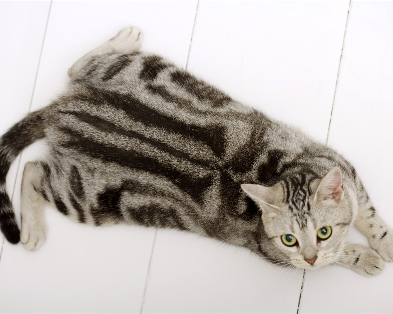 HD papel tapiz lindo gatito #30 - 1280x1024