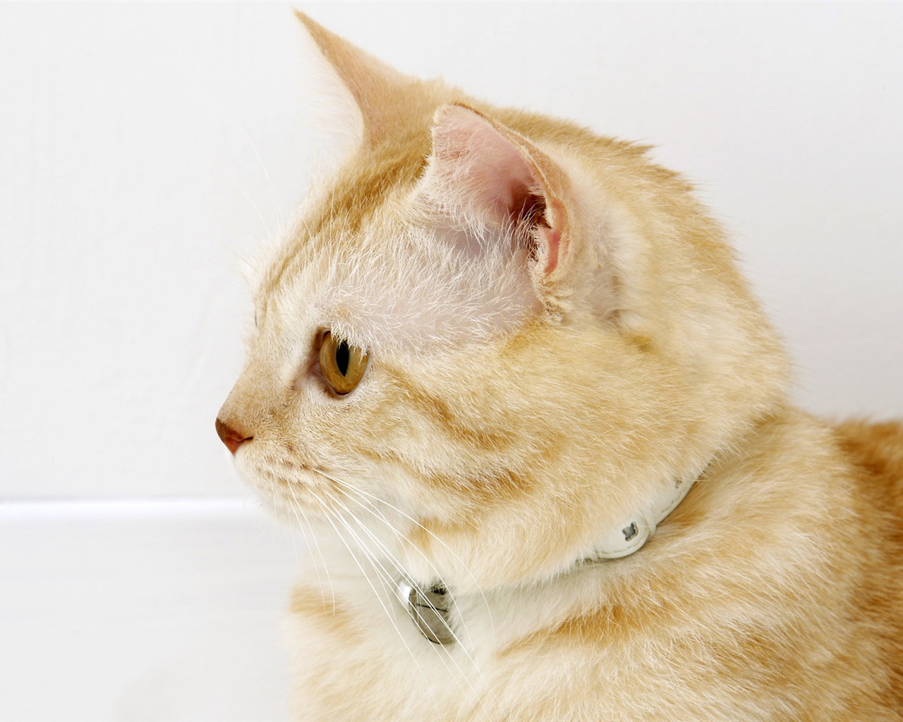 HD papel tapiz lindo gatito #31 - 1280x1024