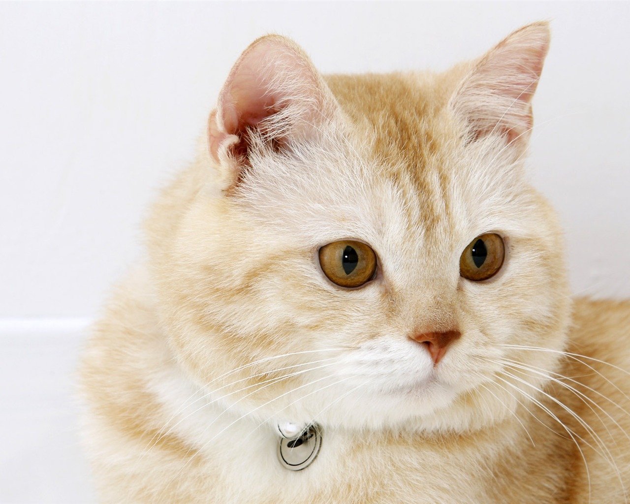 HD papel tapiz lindo gatito #32 - 1280x1024