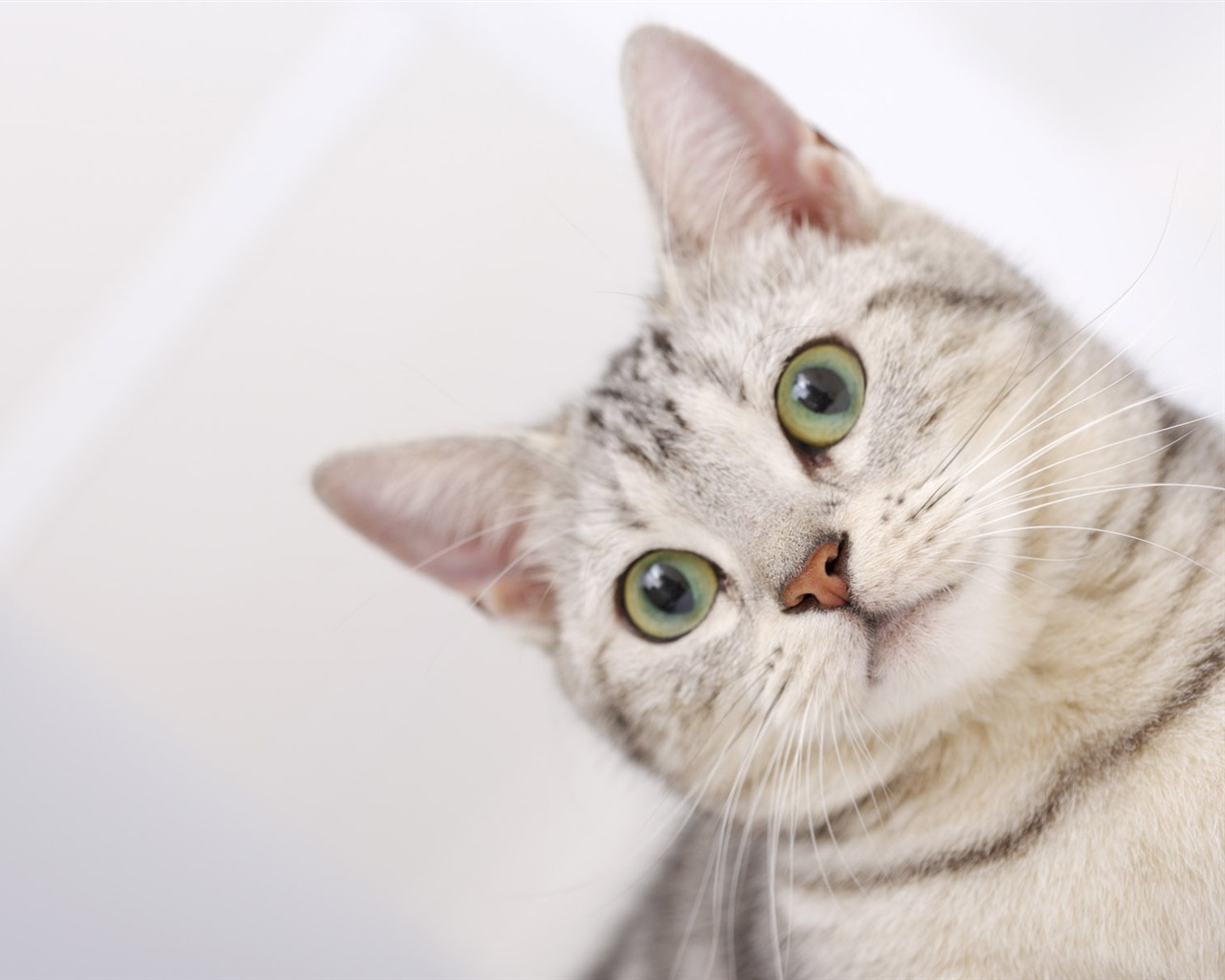 HD papel tapiz lindo gatito #35 - 1280x1024