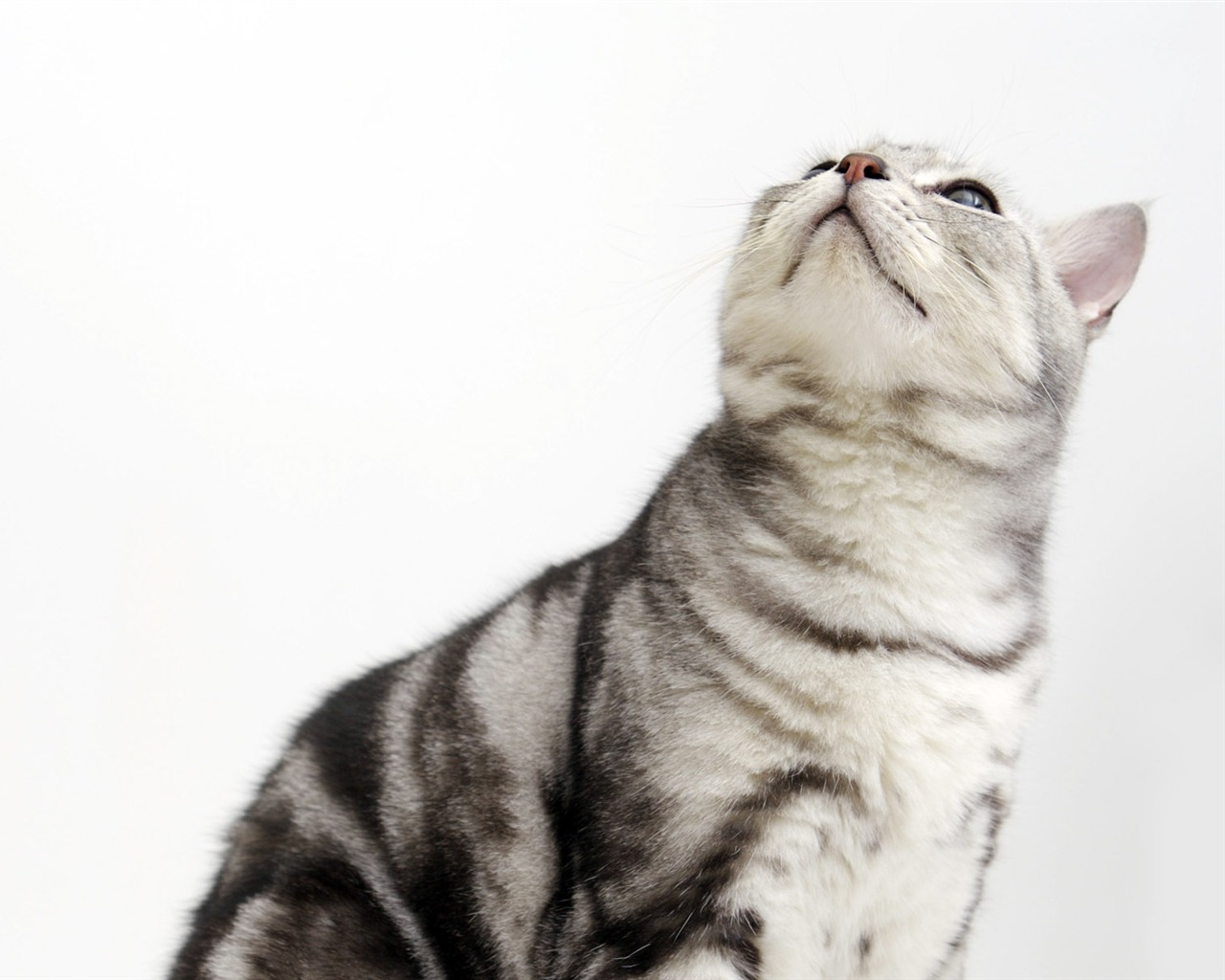 HD papel tapiz lindo gatito #36 - 1280x1024