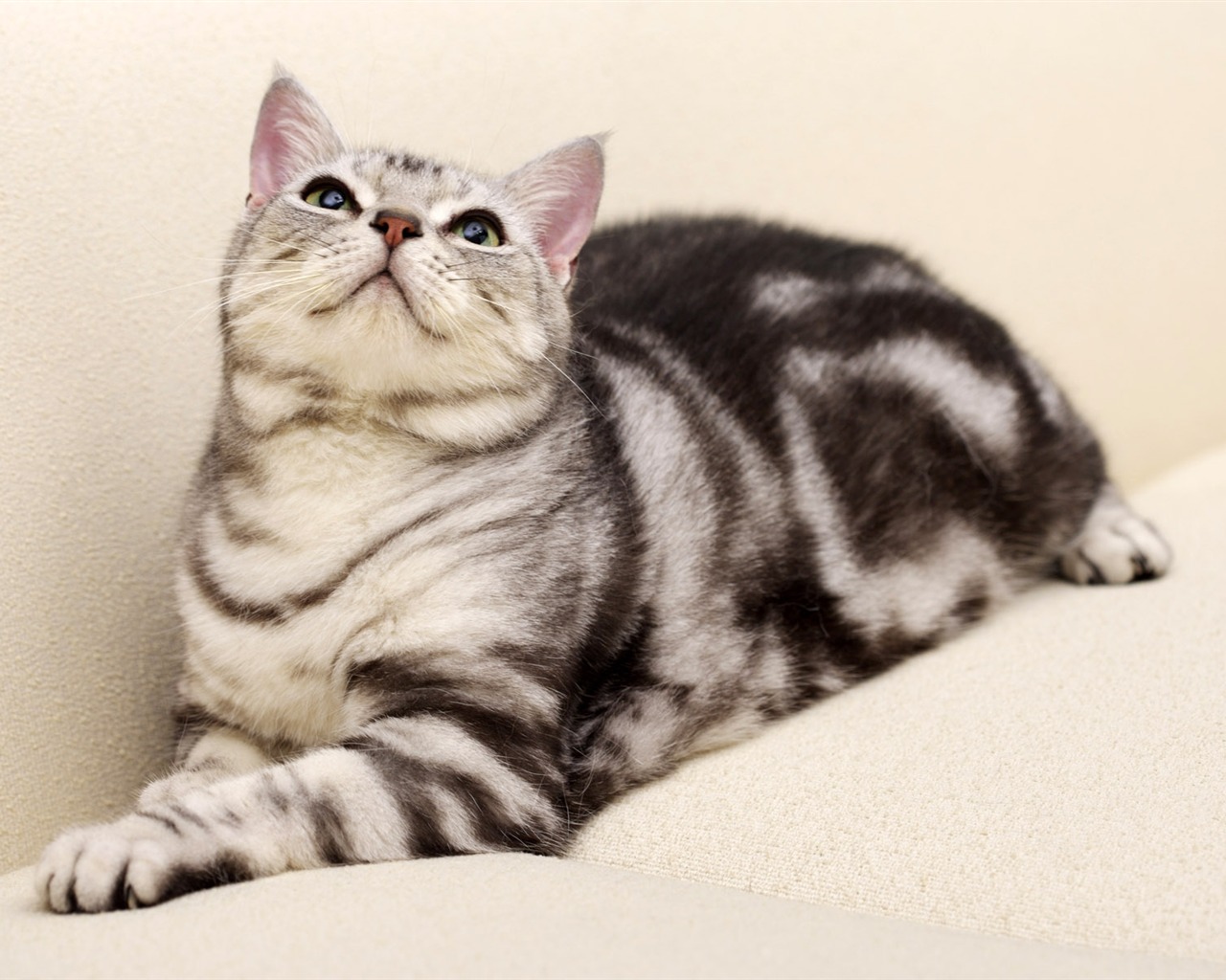 HD papel tapiz lindo gatito #37 - 1280x1024