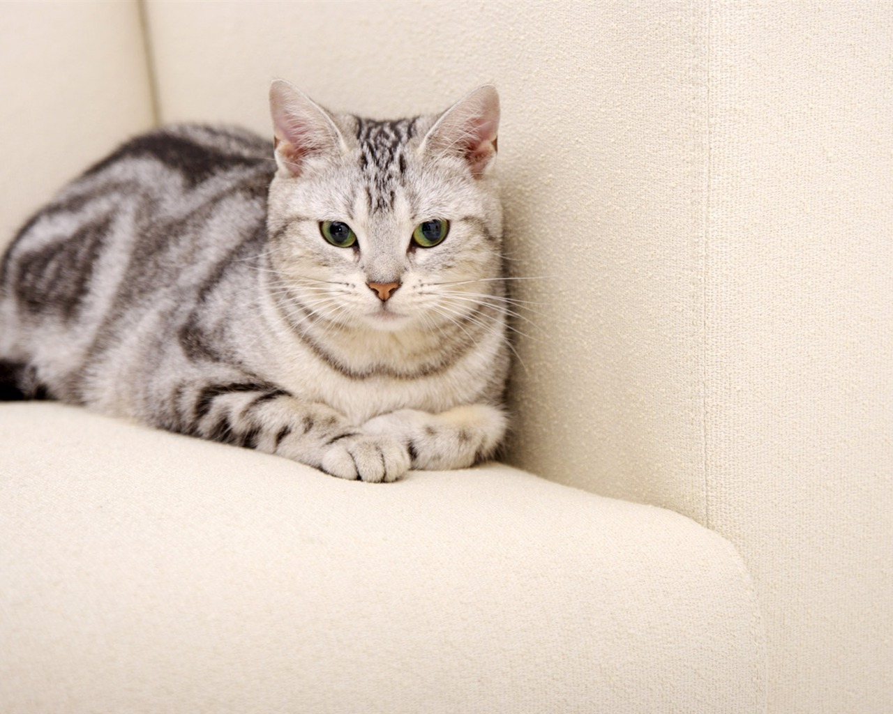HD papel tapiz lindo gatito #38 - 1280x1024