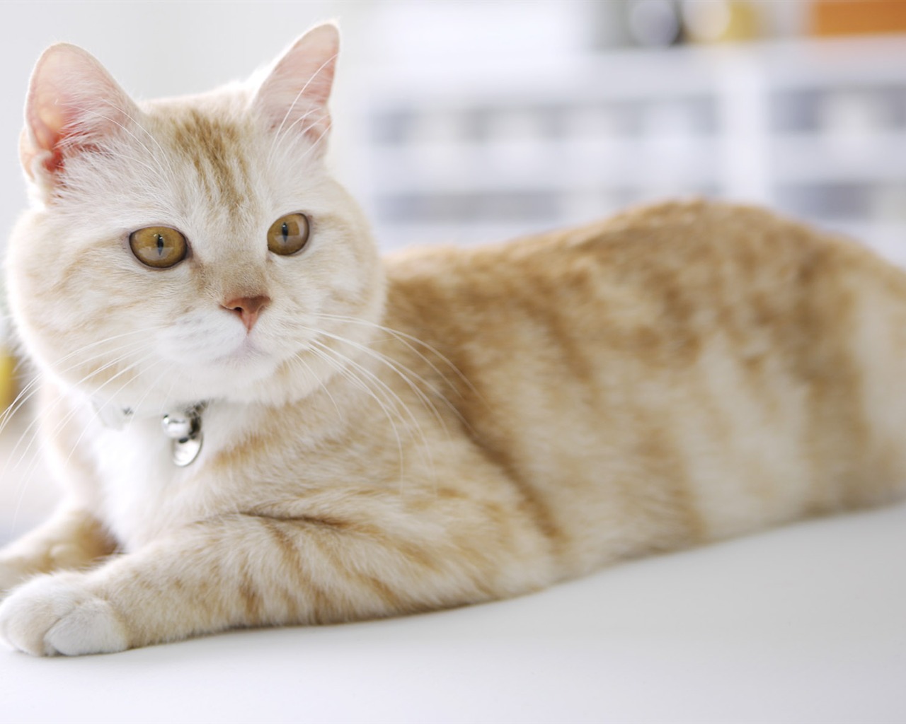 HD papel tapiz lindo gatito #40 - 1280x1024
