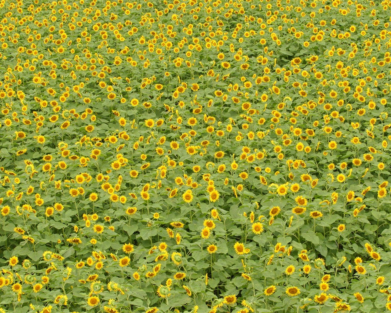 El hombre Shan fondos de escritorio de girasol #14 - 1280x1024