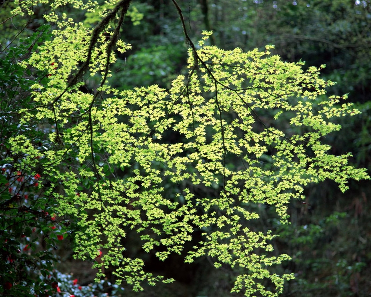 Primavera Naturaleza fondos de pantalla #4 - 1280x1024