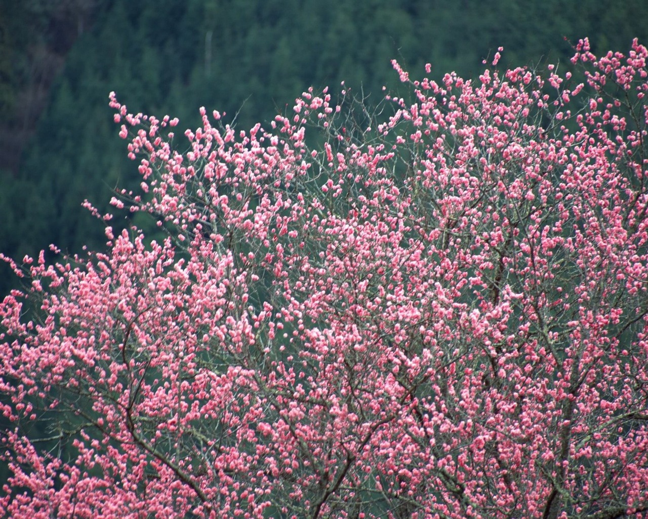 春色 自然风景壁纸6 - 1280x1024