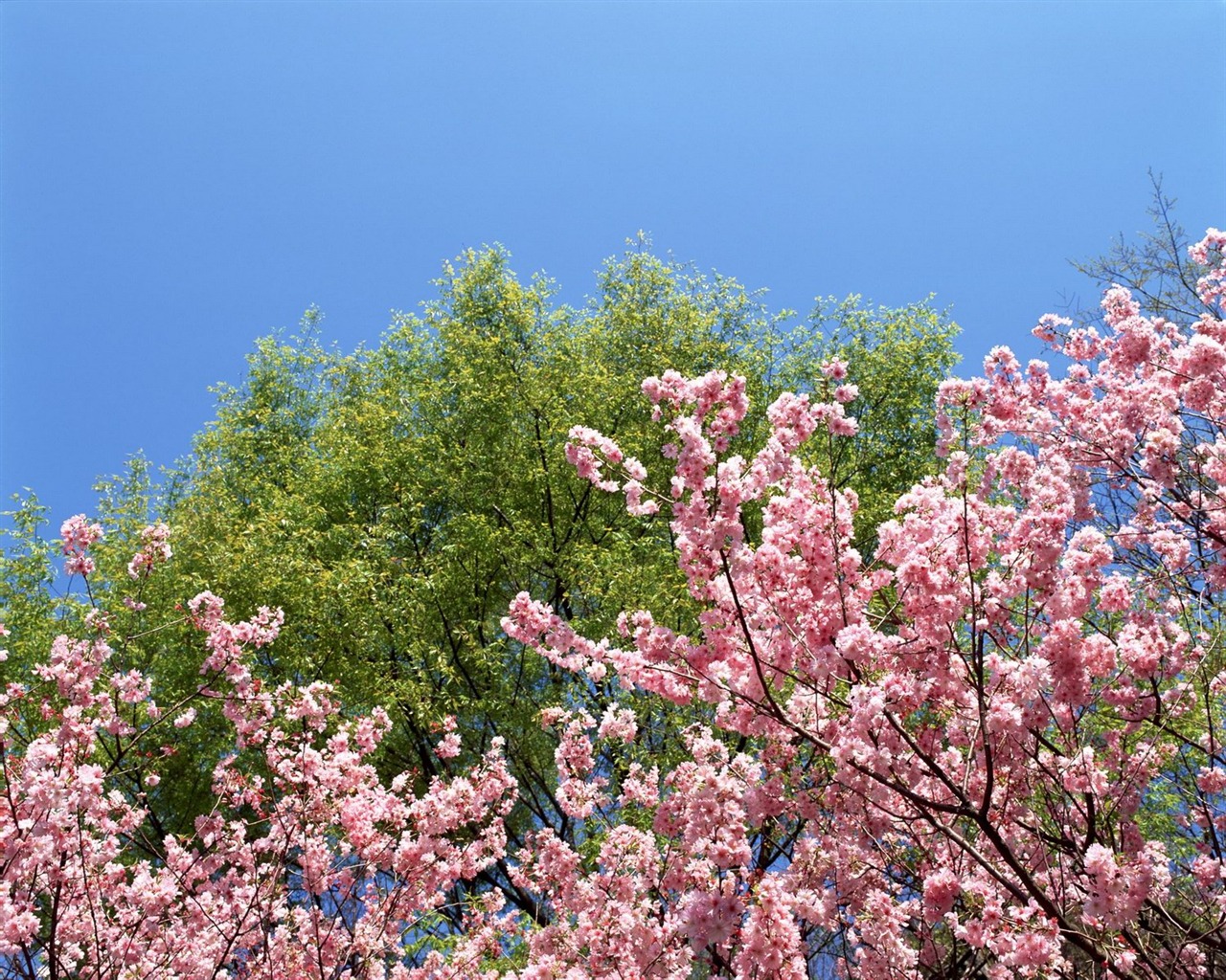 Printemps fonds d'écran Nature #7 - 1280x1024