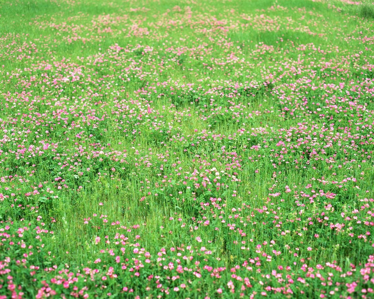 春色 自然風景壁紙 #14 - 1280x1024