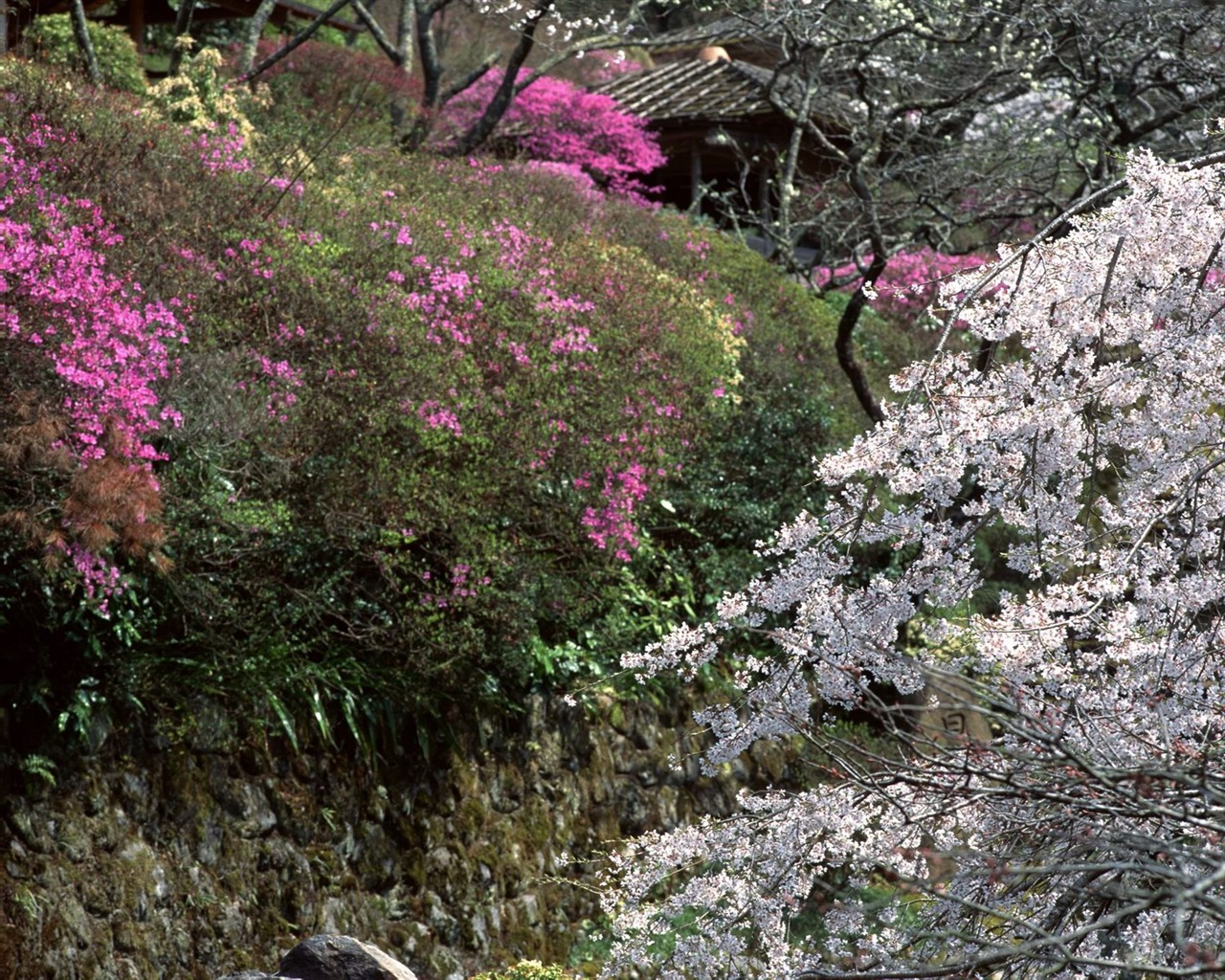 春色 自然風景壁紙 #18 - 1280x1024